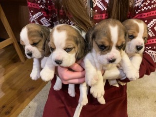 Beagle puppies available for sale