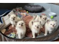 purebred-ragdoll-kittens-for-adoption-small-0