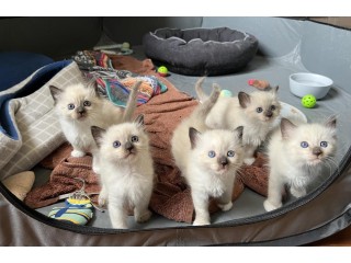Purebred Ragdoll Kittens for adoption.