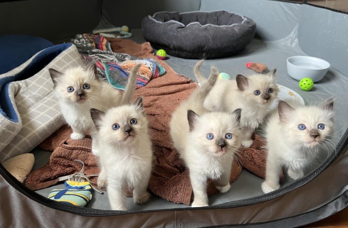 purebred-ragdoll-kittens-for-adoption-big-0