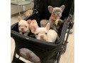 awesome-litter-of-male-and-female-french-bulldog-puppies-for-adoption-small-0