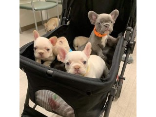Awesome litter of male and female French Bulldog puppies for adoption