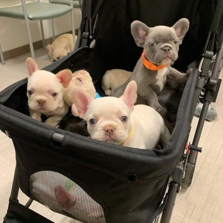 awesome-litter-of-male-and-female-french-bulldog-puppies-for-adoption-big-0
