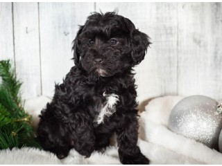 Gorgeous Cavapoo Puppies Available for sale