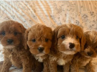 Gorgeous Cavapoo Puppies Available for sale