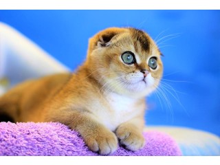 Gorgeous scottish fold kittens,
