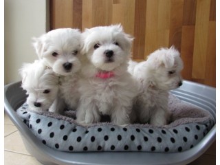 Cute Maltese puppies for sale.