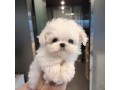 maltese-puppies-for-your-new-homes-small-1