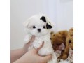 maltese-puppies-for-your-new-homes-small-2