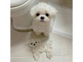 maltese-puppies-for-your-new-homes-small-3