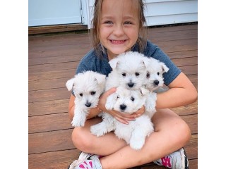 Maltese puppies for your new homes
