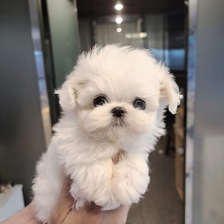 maltese-puppies-for-your-new-homes-big-1