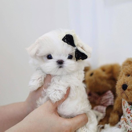 maltese-puppies-for-your-new-homes-big-2