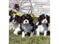 romantic-cavalier-king-charles-puppies-small-0