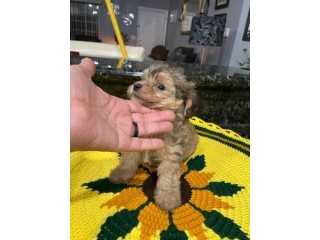 Affordable baby yorkie puppies