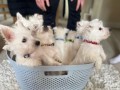 lovely-west-highland-white-terrier-puppies-small-0