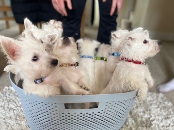lovely-west-highland-white-terrier-puppies-big-0