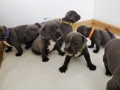 staffordshire-terrier-puppies-small-0