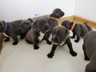 Staffordshire Terrier puppies,