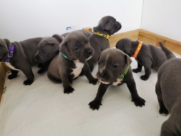 staffordshire-terrier-puppies-big-0