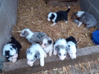 Gorgeous Border Collie puppies available