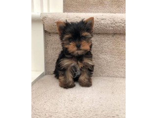 Teacup Yorkie puppy ready for new home