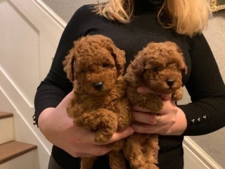 toy-poodle-puppies-big-0