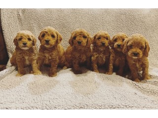 Awesome Cockapoo puppies for pet lovers.
