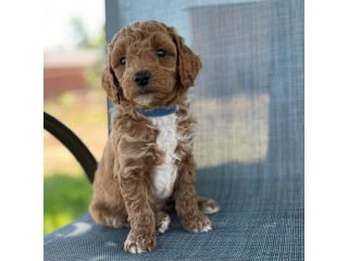 Adorable outstanding Labradoodle puppies