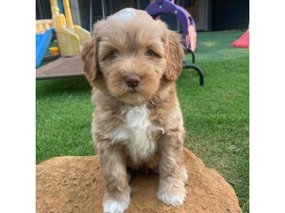 Adorable outstanding Labradoodle puppies