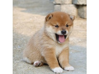 Adorable outstanding shiba puppies for sale