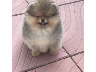 Adorable outstanding Pomi puppies for sale