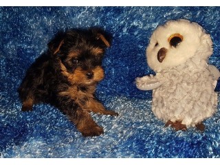 Teacup yorkie puppies for sale