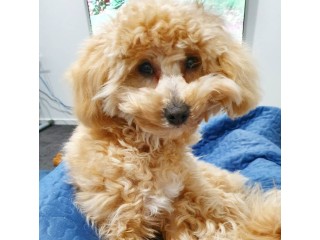 Affordable Toy Poodle Puppies For Sale
