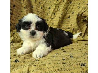 Black and White Lhasa Apso Puppy for adoption