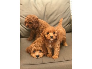 Cavadoodle puppies for sale.