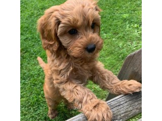 Lovely Cavapoo for Sale