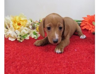 Beautiful male and female Dachshunds puppies.