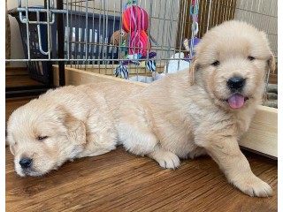 Sweet Labrador Puppies