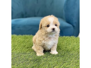 Maltipoo puppies for sale near me