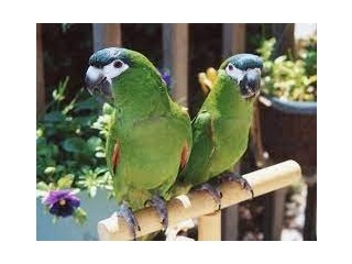 Cockatoo parrots for sale near me