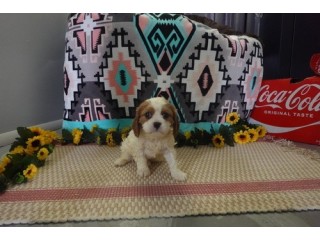 Male Cavalier King Charles Spaniel Puppy for loving home (kevin)