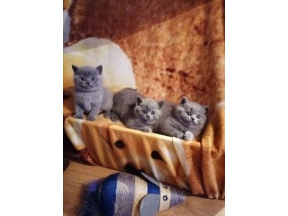 Blue British Shorthair kittens for sale