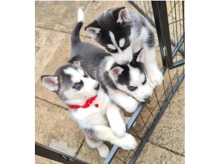 Well Trained Husky puppies available now