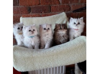 Intelligent Persian kittens for sale