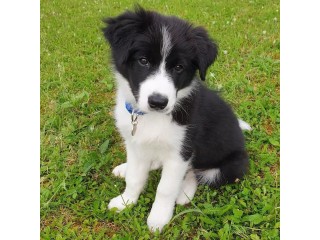 Adorable outstanding Collie puppies