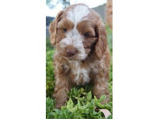Miniature Boys and Girls Cockapoo Puppies