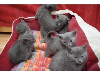 Russian Blue Kittens for adoption