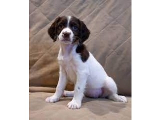 Very well bred English springer spaniel pups available.