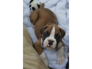 Look at these beautiful Boxer puppies! These Puppies are currently enjoying their